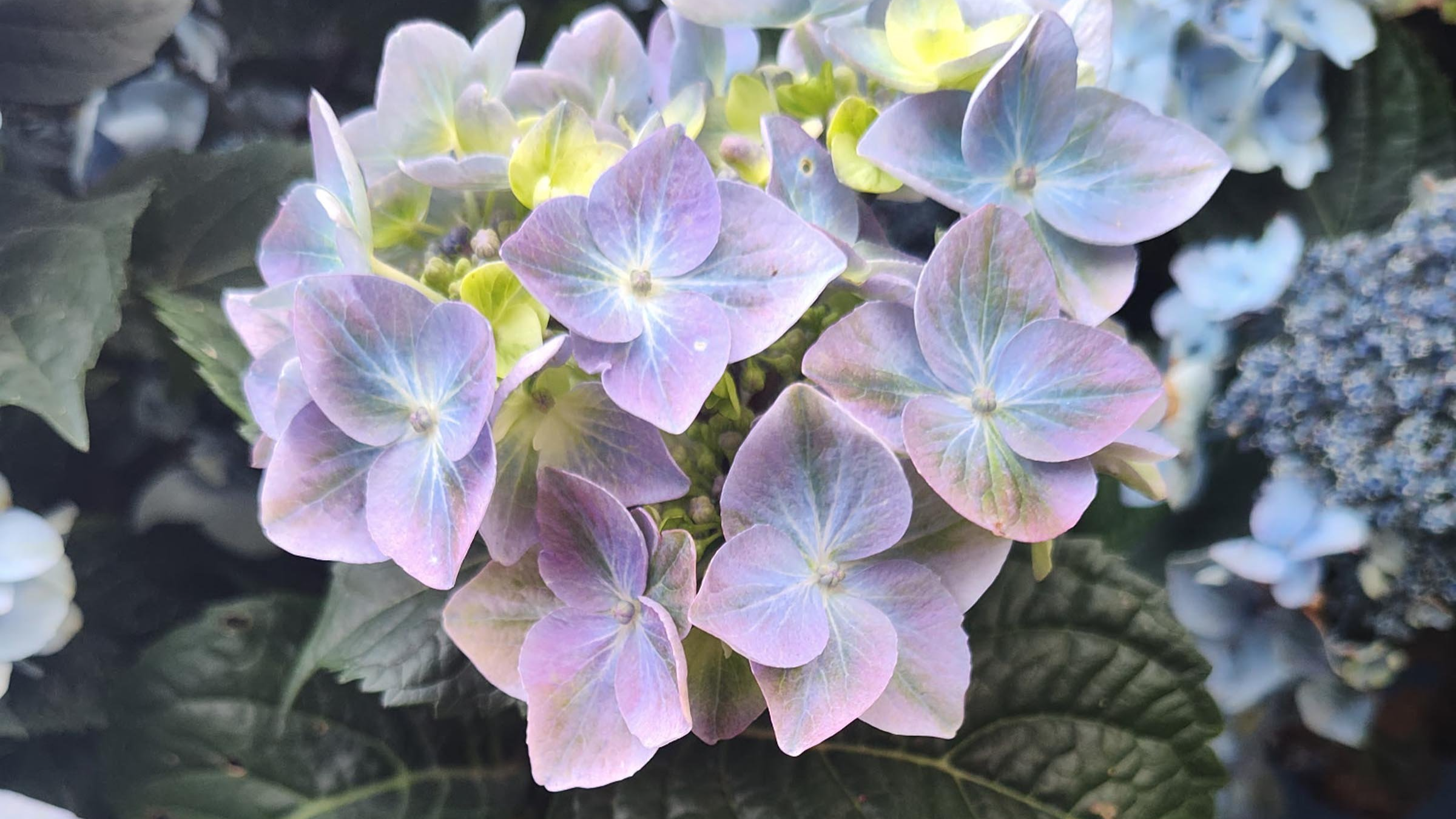 Hydrangea4936　準備中★ Hydrangea Macrophylla Zorro Lacecap Hydrangea | SiteOne US